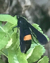 Synanthedon exitiosa