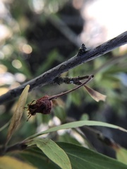 Peraphyllum ramosissimum