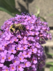 Bombus vancouverensis