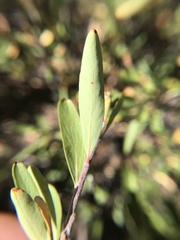Peraphyllum ramosissimum