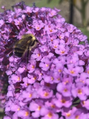 Bombus vancouverensis