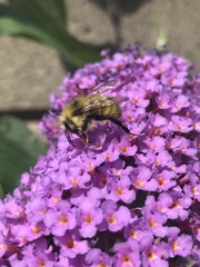 Bombus vancouverensis