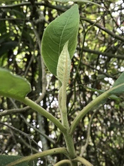 Verbesina arborea