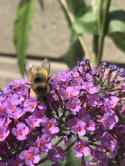 Bombus vancouverensis