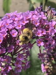 Bombus vancouverensis