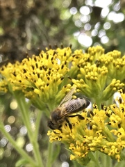 Verbesina arborea