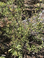 Peraphyllum ramosissimum