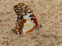 Graphium angolanus angolanus