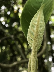 Verbesina arborea