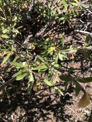 Peraphyllum ramosissimum