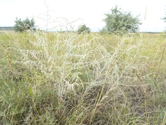 Artemisia santonicum