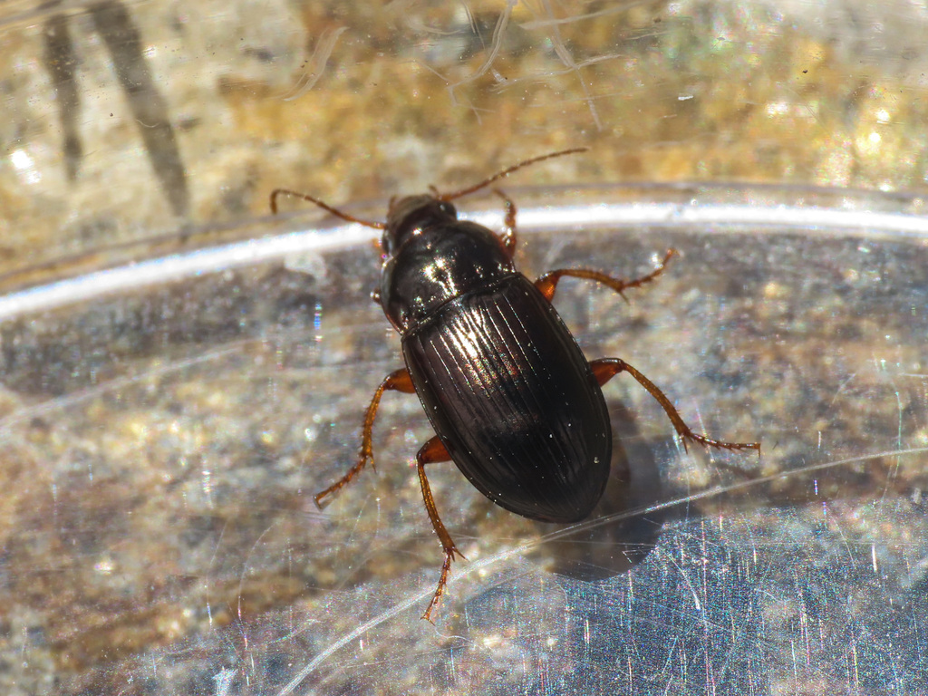 Amara quenseli silvicola
