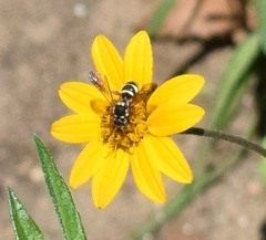 Nomada texana