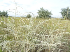Artemisia santonicum