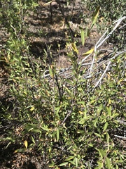 Peraphyllum ramosissimum