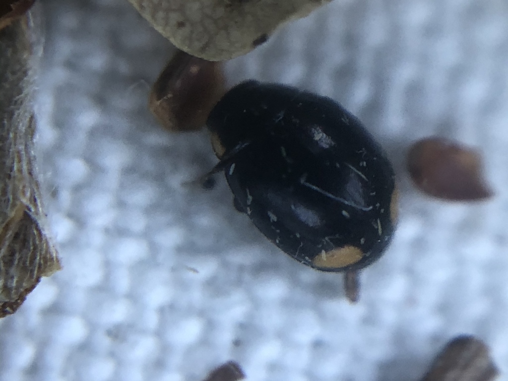 Postica Lady Beetle