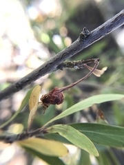 Peraphyllum ramosissimum