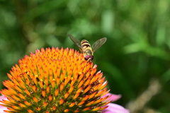 Epistrophe grossulariae