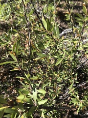 Peraphyllum ramosissimum