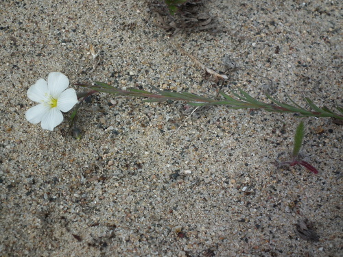 Linum lewisii var. lepagei