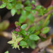Galium californicum - Photo (c) dloarie, algunos derechos reservados (CC BY), subido por dloarie
