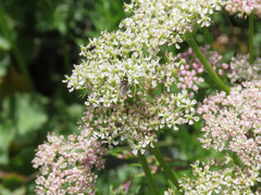 Mutellina purpurea