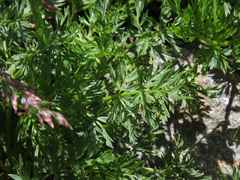 Mutellina purpurea