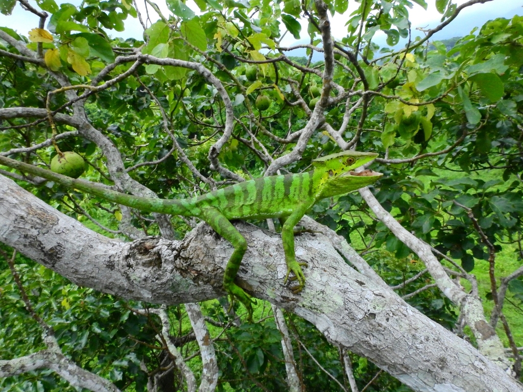 Eastern Casquehead Iguana
