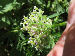 Mutellina purpurea