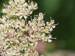 Mutellina purpurea
