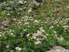 Mutellina purpurea