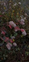 Trifolium arvense