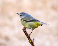 Leiothlypis celata celata