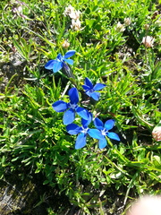Gentiana bavarica