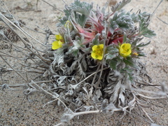 Potentilla pulchella