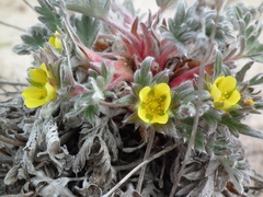 Potentilla pulchella