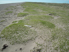 Honckenya peploides diffusa