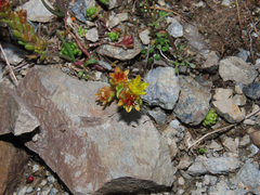 Sedum alpestre
