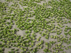 Honckenya peploides diffusa