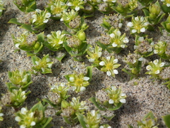 Honckenya peploides diffusa