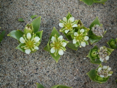 Honckenya peploides diffusa