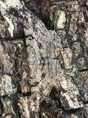 Peribatodes rhomboidaria