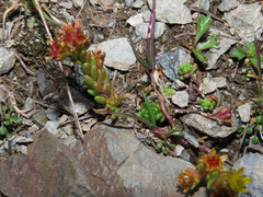 Sedum alpestre