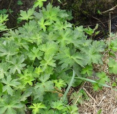 Ranunculus parviflorus