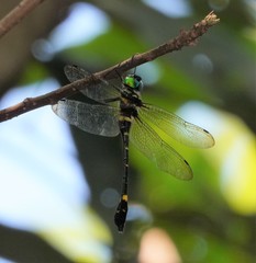 Macromia urania