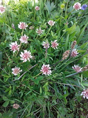 Trifolium thalii
