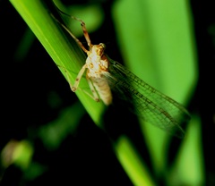 Maccaffertium mediopunctatum