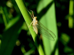 Maccaffertium mediopunctatum