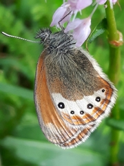 Coenonympha gardetta