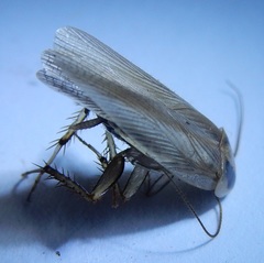Blattella vaga